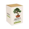 90 6 bonsai trees pack lg