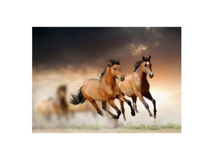 Obraz na plátně 'Koně' - 70 x 110 cm