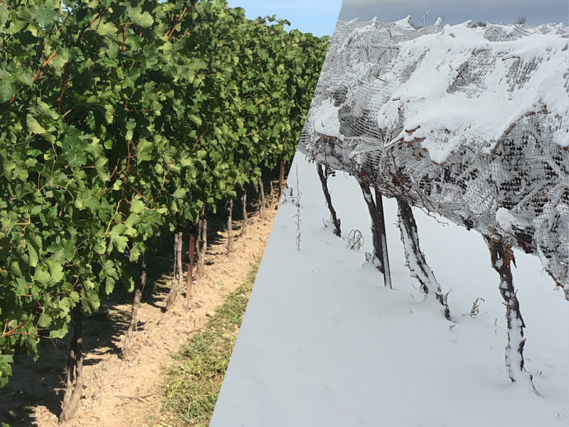 Ľadové víno pestované v Kanade