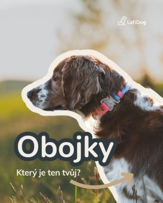 Přehled druhů a typů našich obojků 🥰🫶 od klasických přezek přes ty rychloupínací, různé šířky, různé kombinace.. příště...