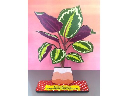 Calathea Roseopicta - bezúdržbová izbová rastlinka - drevená pop-up rastlinka