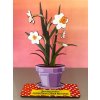Narcissus poeticus - bezúdržbová izbová rastlinka - drevená pop-up rastlinka