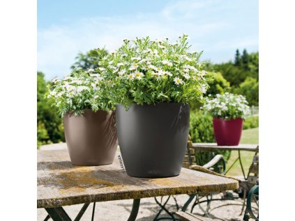 A TRD D28 3 sgr mus grot Argyranthemum frutescens