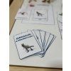 kartičky s obrázky dinosaurů a zajímavostmi