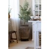 OLIVENBAUM 170 CM CHIC ANTIQUE (39103021)