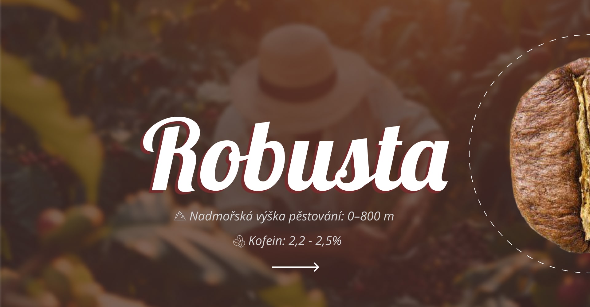 Káva Robusta | Lamcafe.cz