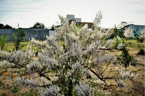 Commiphora