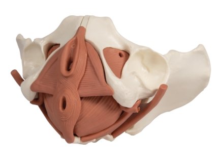 model zenskeho panevniho dna 12 casti