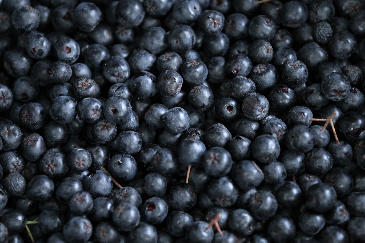 aronia-berries-6576868_1280
