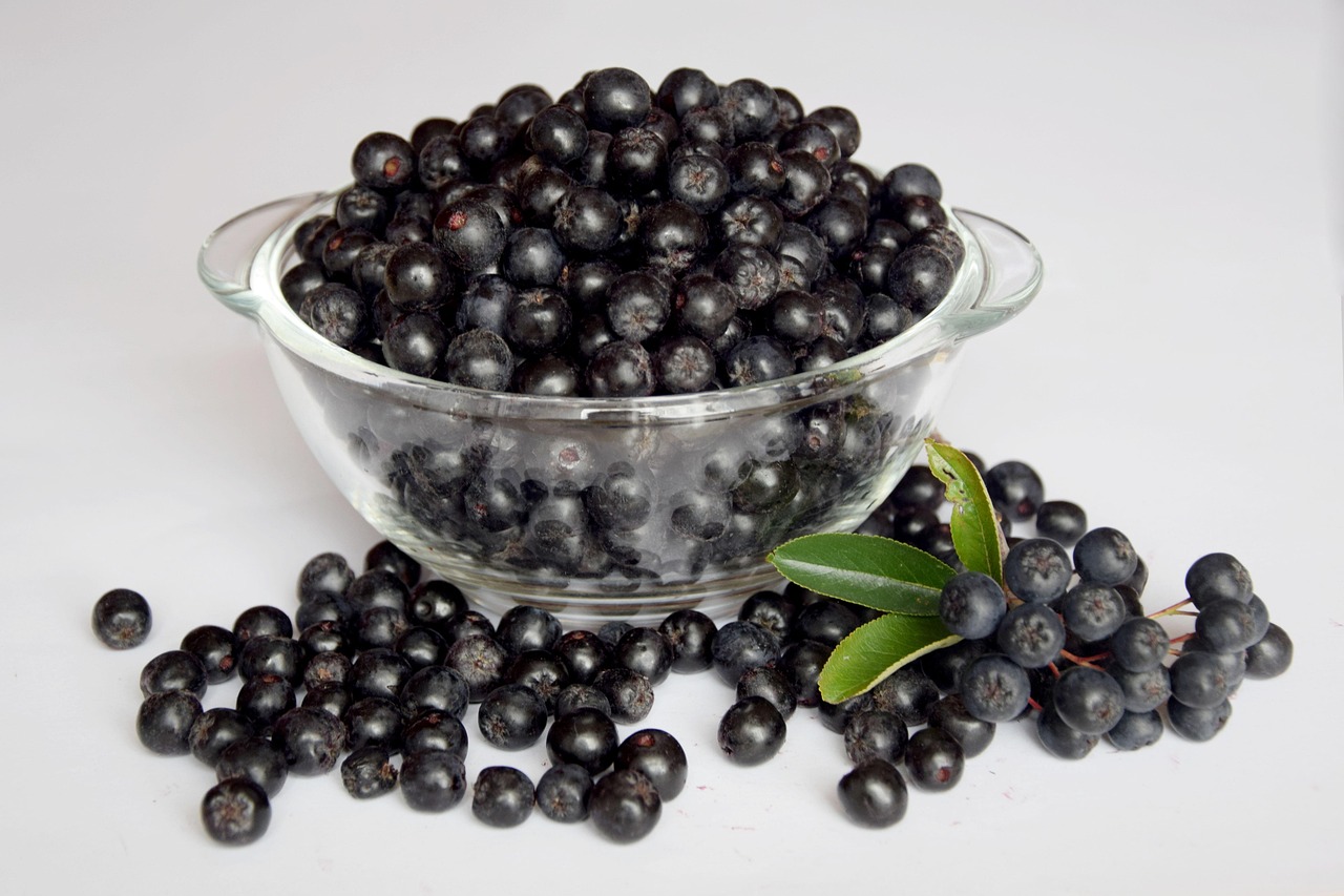 chokeberry-1589385_1280
