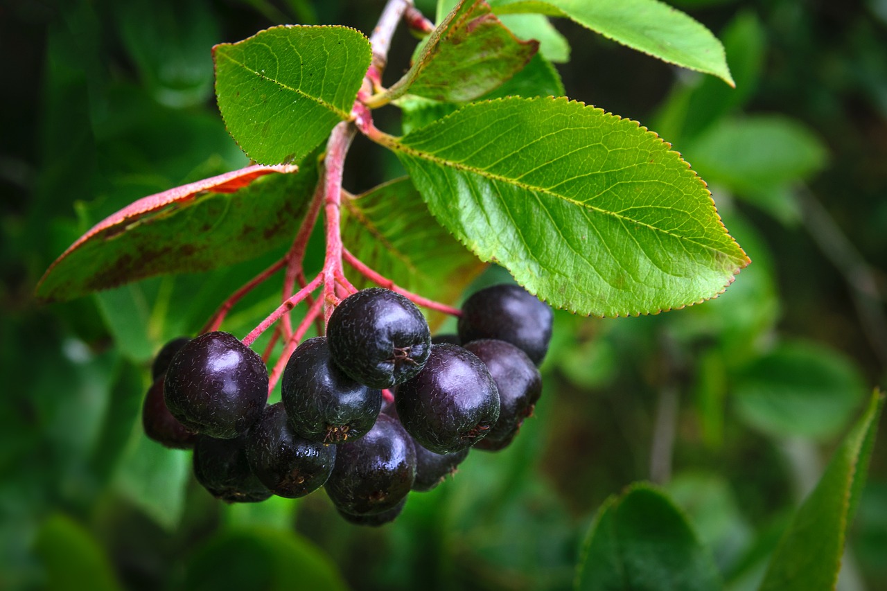 chokeberry-fruit-7359954_1280