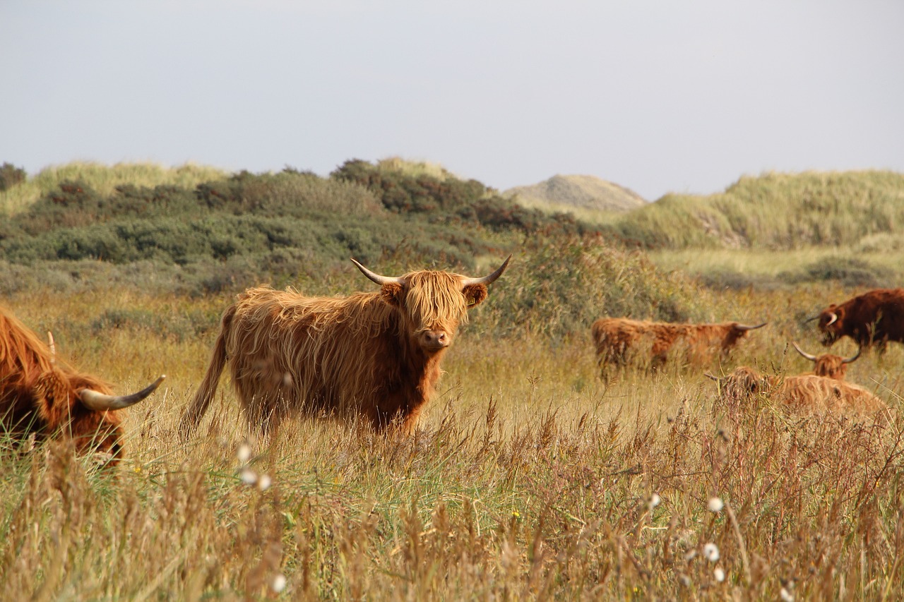 highland-cattle-5660334_1280