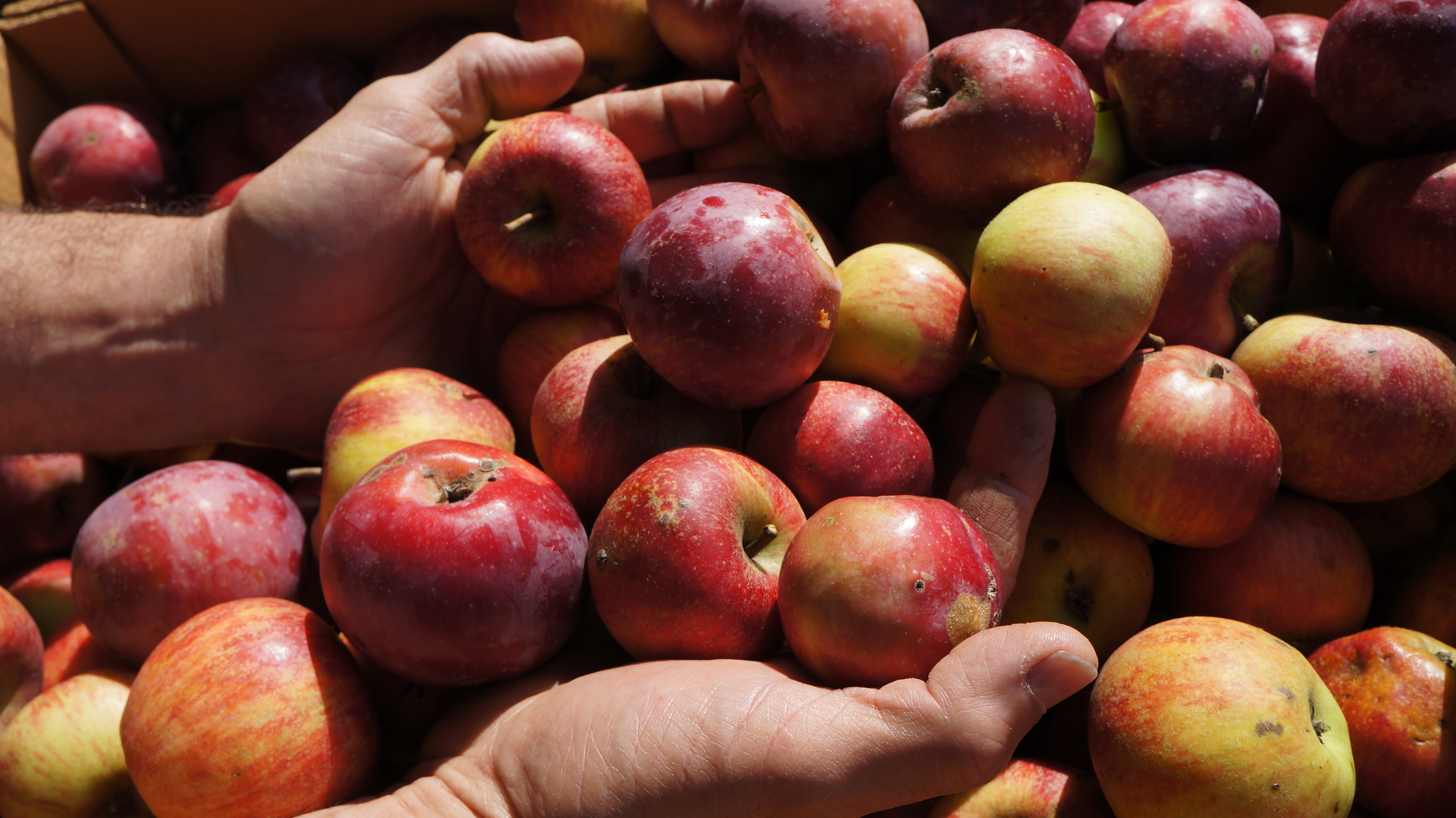 Jablko v hlavní roli! Jak se šlechtí, destiluje a předvádí v kuchyni?
