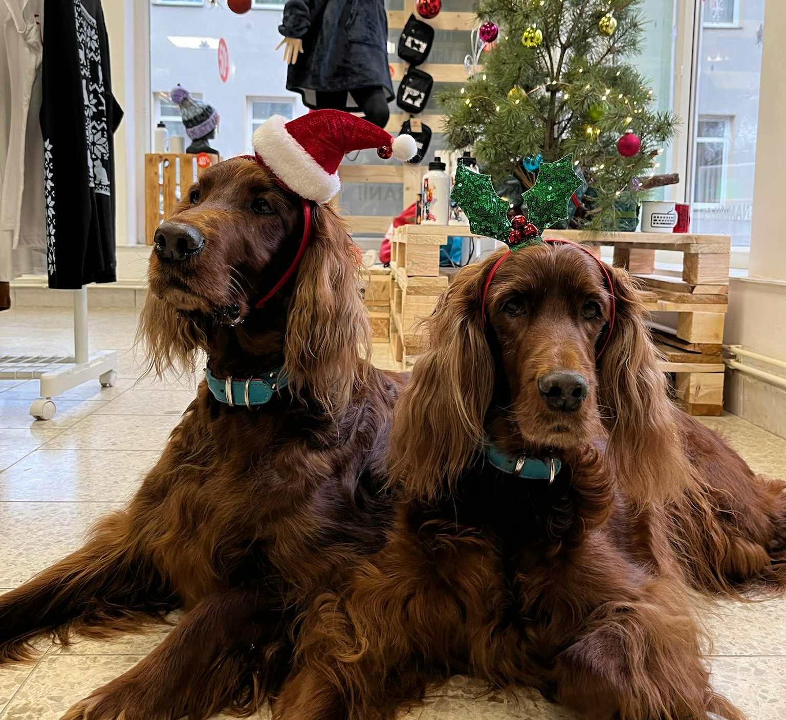 Prosincové shrnutí: Děkujeme a těšíme se na rok 2025!