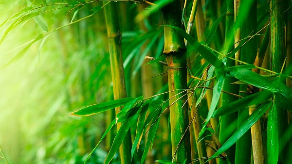 benefits-of-bamboo-fibre-ortohispania3