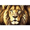 Lev vymalovany 20barev