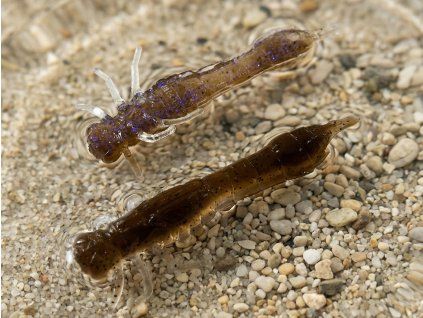 brown shiner