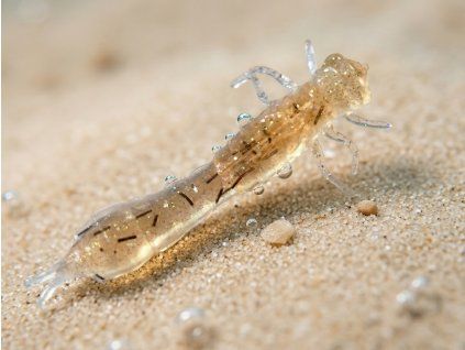 uvshrimp
