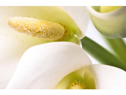 3286|||summer_lilies.jpg