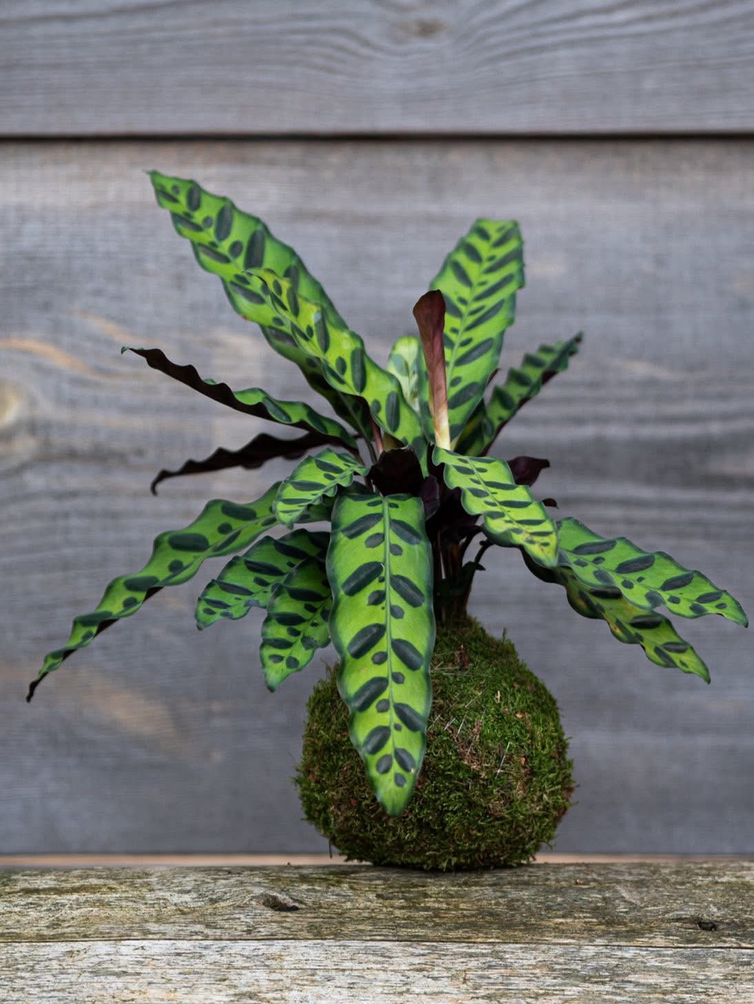 Kurz výroby kokedam a mechových obrazů