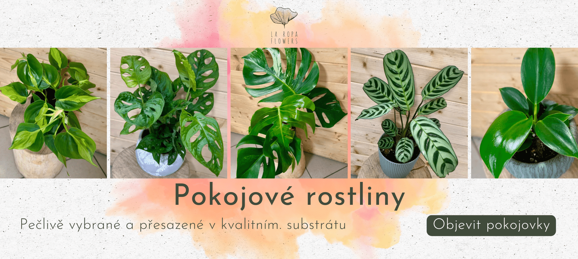Pokojovky