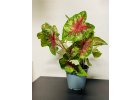 Caladium