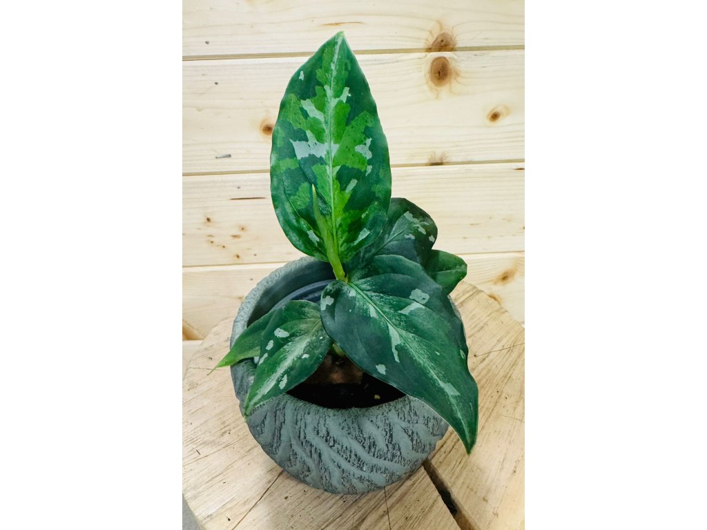 Aglaonema pictum A Galaxy【LA0313-00】 Aglaonema pictum 'Tricolor' from 19,99€ - Jungle Leaves