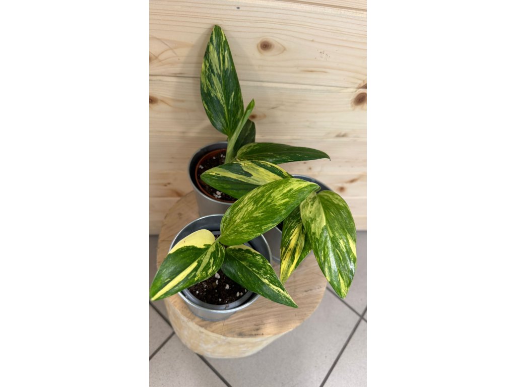 Monstera standleyana variegata ( Cobra )