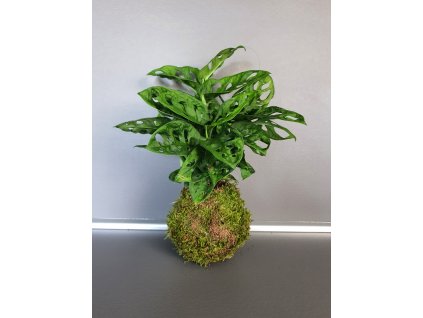 Kokedama Adansonii mech