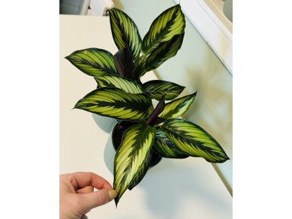 Calathea Pinstripe