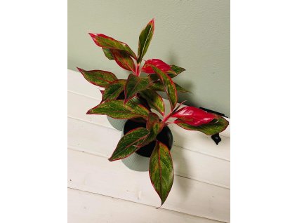 Aglaonema Crete