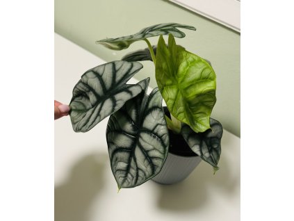 Alocasia SILVER DRAGON