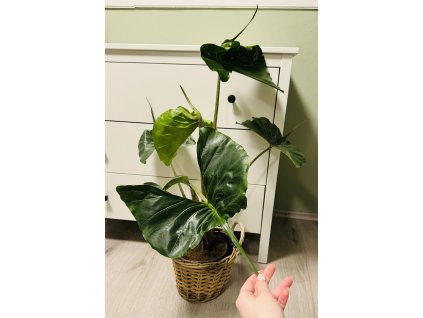 Alocasia STINGRAY