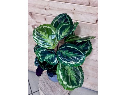 WhatsApp Image 2025 12 09 at 19.37.44