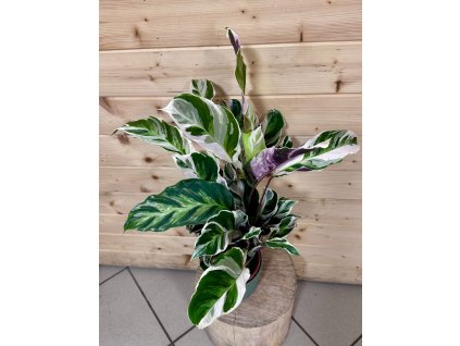 WhatsApp Image 2025 12 09 at 19.32.09