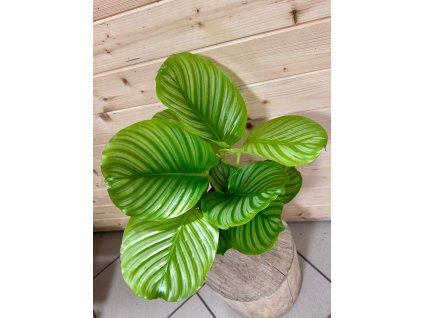 WhatsApp Image 2025 12 09 at 19.40.15