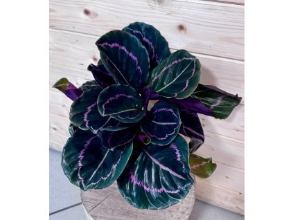 WhatsApp Image 2026 02 17 at 18.18.01