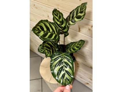 Calathea Makoyana