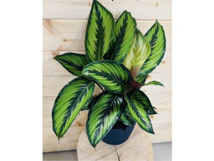 6cade7d2 b268 40cc b3bc 13227f6e216c