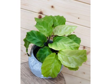 b81b0d43 4109 4919 b58e 50e318f3409e