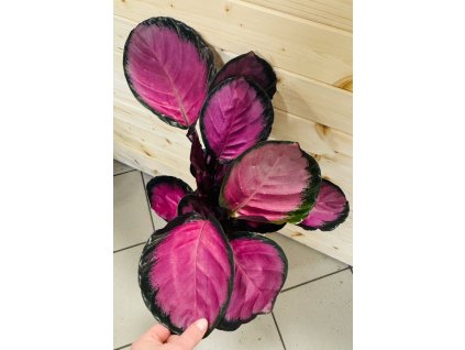 Calathea Rosy