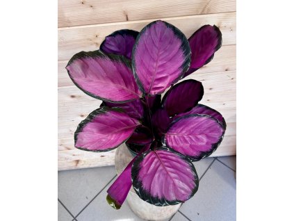 90da8cdb d5df 4a68 a5e3 fa0192fe7ee9