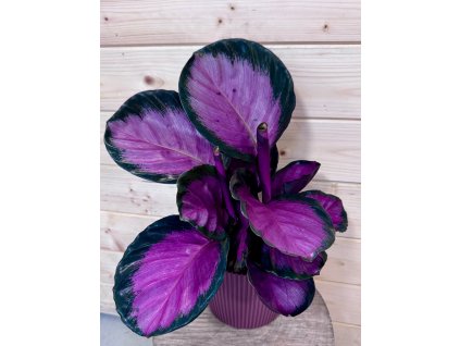 WhatsApp Image 2026 02 17 at 18.17.49