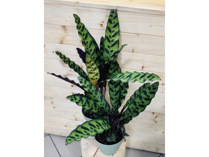 ffd1e8c1 06bf 4c03 9233 53c96a9980ea