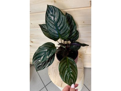 Calathea Ornata