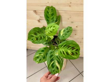 Marantha Kerchoveana Veriegata