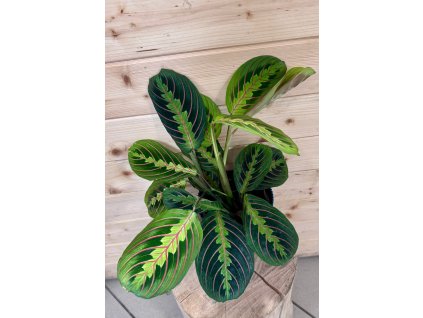 e15fda55 c1a0 4f89 b40f 7a16042bcd7d