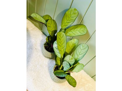 Calathea Ctenanthe burle-marxii