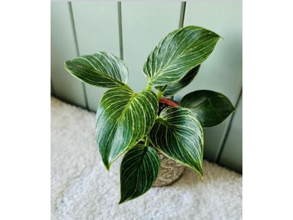 Philodendron Birkin