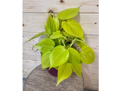 WhatsApp Image 2026 02 18 at 20.06.01